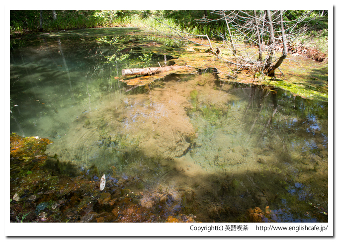 赤沼の水面と水（北海道函館市）