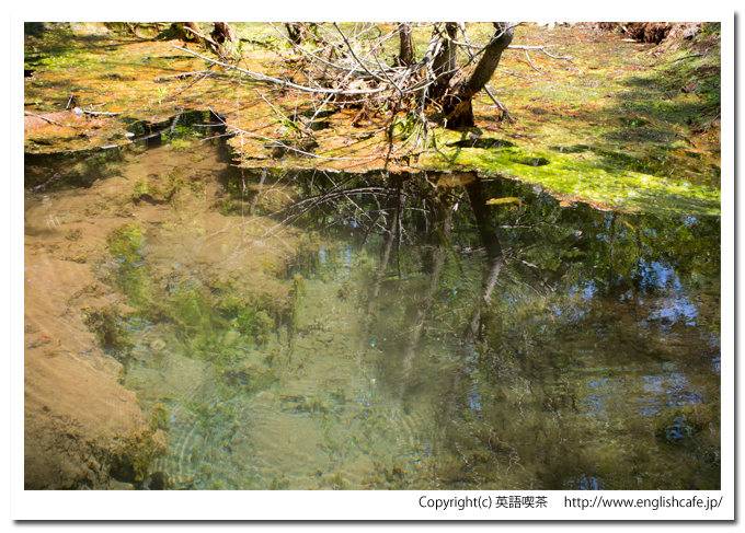 赤沼の水面奥を少しアップ（北海道函館市）