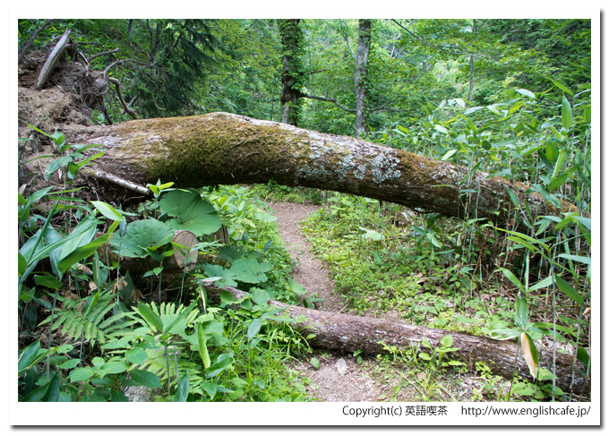 美笛の滝、倒木の道（北海道千歳市）