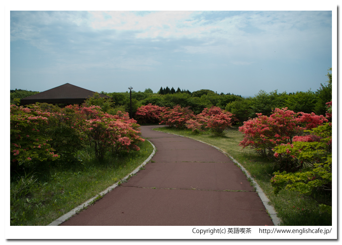 恵山つつじ公園の散策路と散策路に沿うつつじ、別視点（北海道函館市）