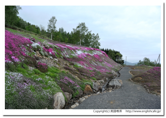 三島さんの芝桜庭園、比較的開花しているところから（北海道倶知安町）