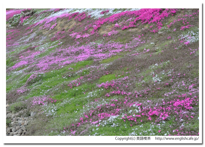 三島さんの芝桜庭園、比較的開花しているところを別の視点から（北海道倶知安町）