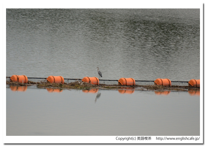 二風谷ダム、二風谷ダムのダム湖の浮きにとまっているアオサギ（北海道平取町）