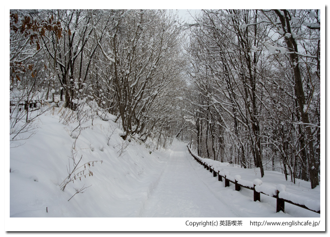道南四季の杜公園、雪の林の中（北海道函館市）