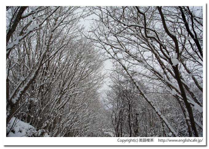 道南四季の杜公園、雪の林の中（北海道函館市）