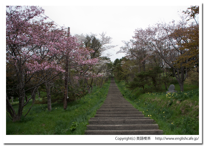 春の玉川神社の階段と桜（北海道久遠郡せたな町）
