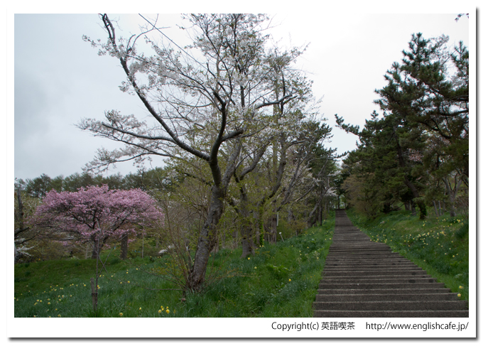 春の玉川神社の階段と緑の景色（北海道久遠郡せたな町）