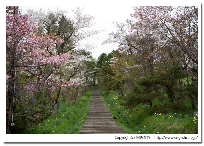 春の玉川神社の階段の途中（北海道久遠郡せたな町）