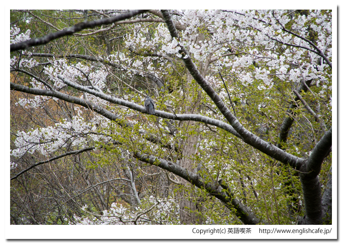 春の玉川神社の階段の途中の景色と、枝の鳥（北海道久遠郡せたな町）