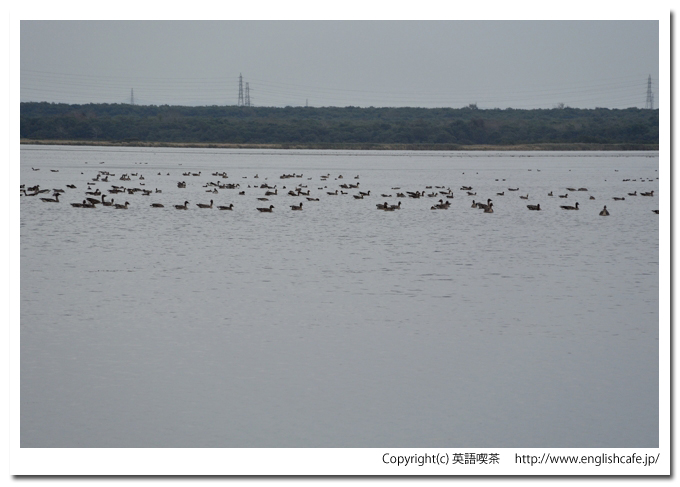 ウトナイ湖、ウトナイ湖に飛来している渡り鳥、少し方向を変えて（北海道苫小牧市）