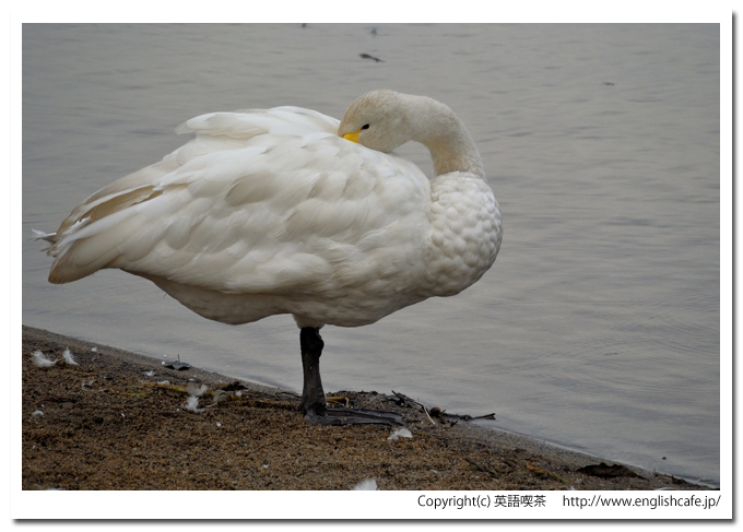 ウトナイ湖、ウトナイ湖に飛来している渡り鳥、一羽の白鳥をアップで（北海道苫小牧市）