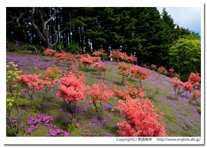 薬師山、薬師山展望台とその周辺の芝桜とツツジ（北海道上磯郡木古内町）