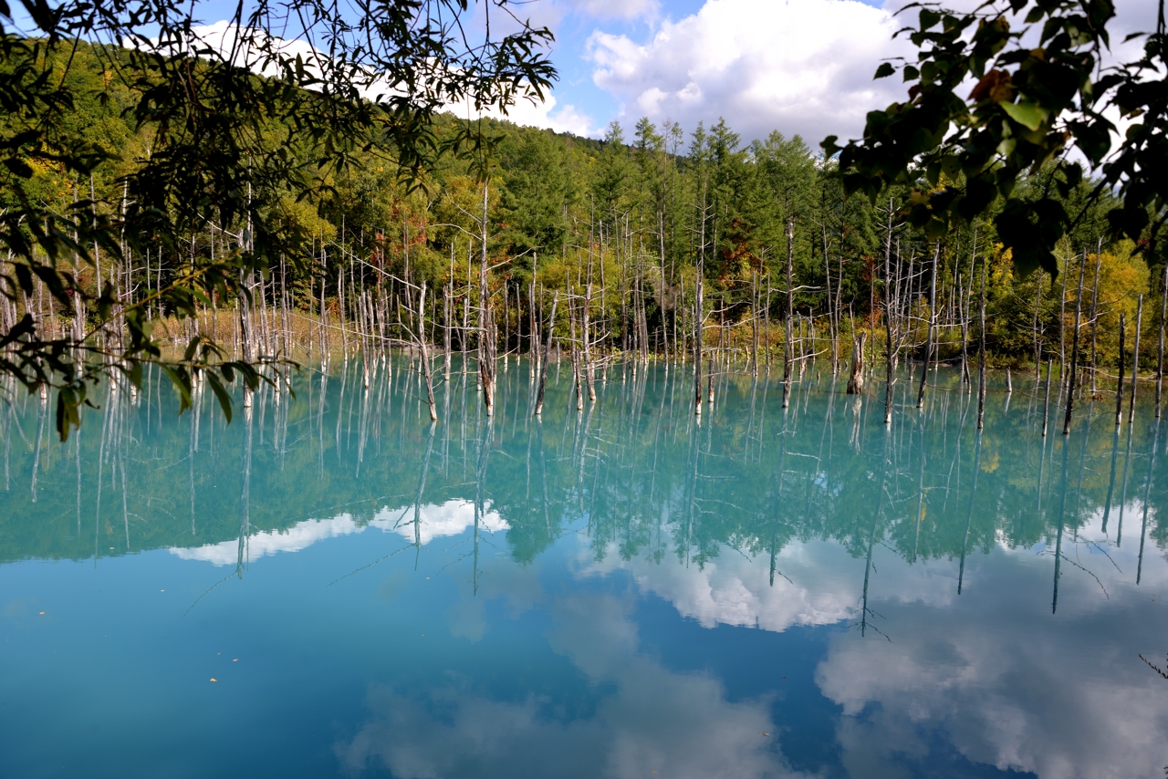 青い池（再訪）（北海道美瑛町）