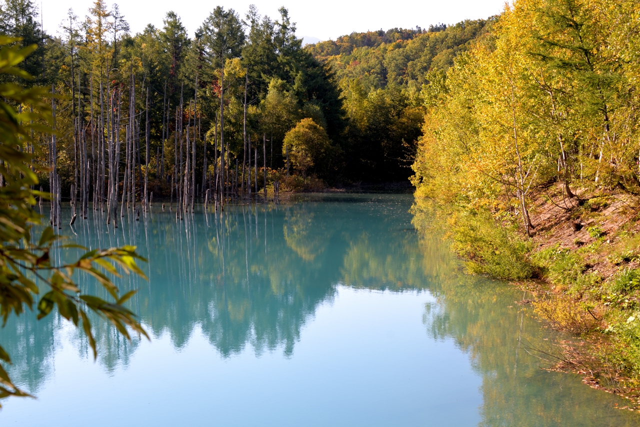 青い池（再訪）（北海道美瑛町）