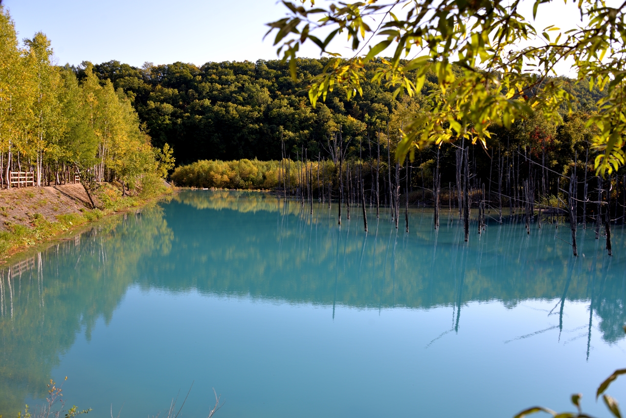 青い池（再訪）（北海道美瑛町）