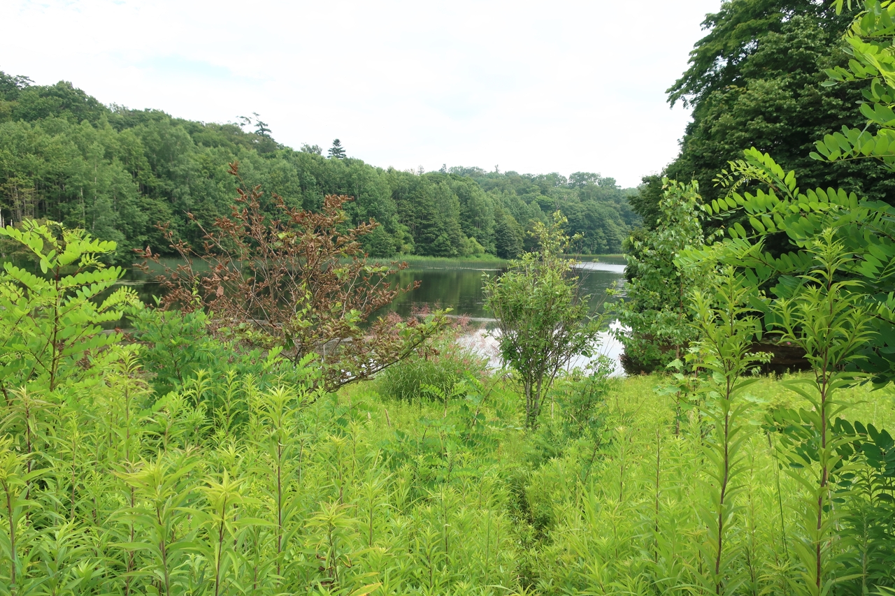 瑞穂の池（野幌森林公園）（北海道江別市）