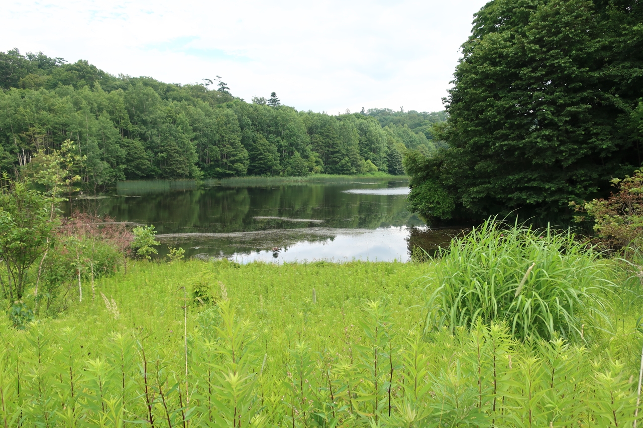 瑞穂の池（野幌森林公園）（北海道江別市）