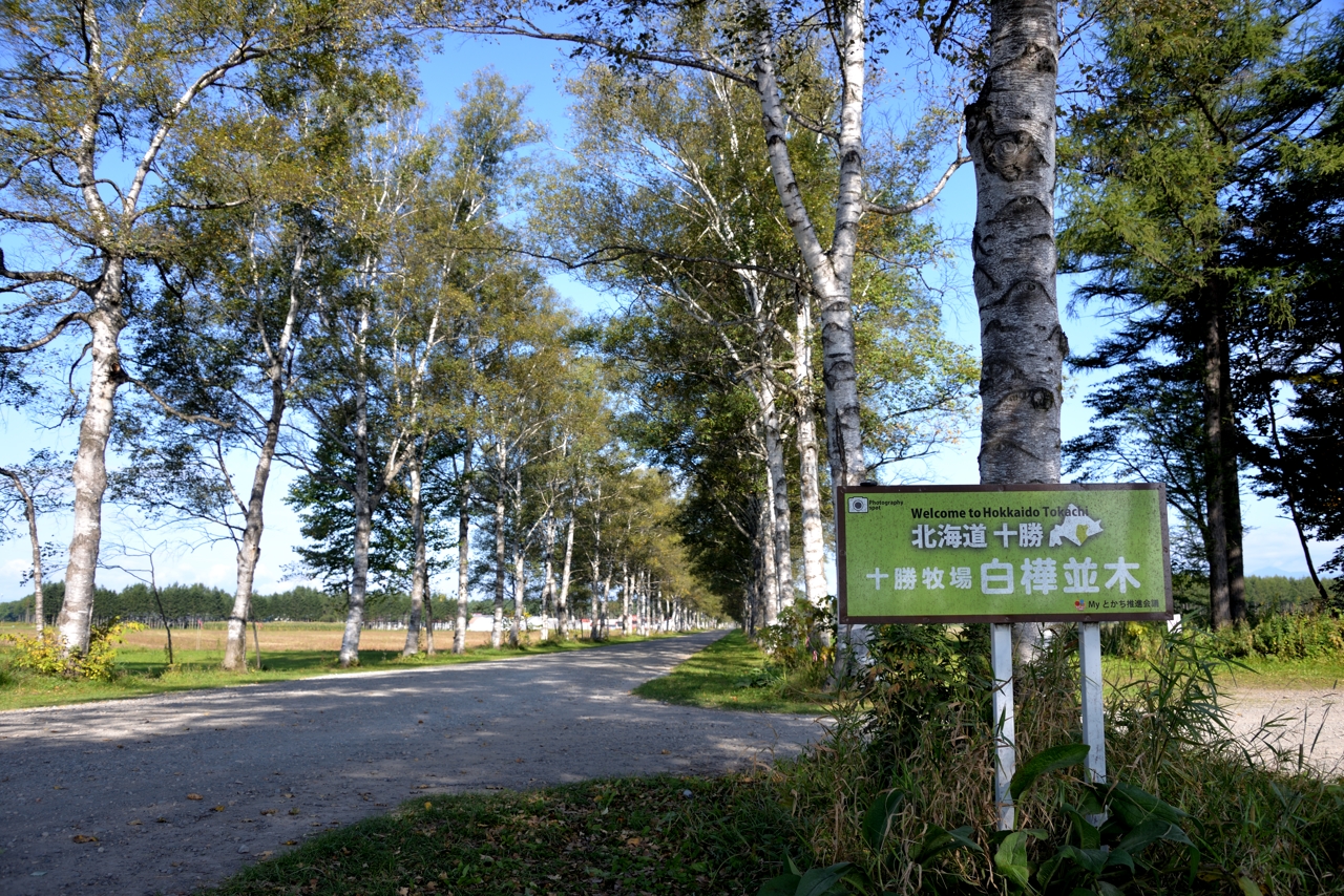 十勝牧場白樺並木道（北海道音更町）