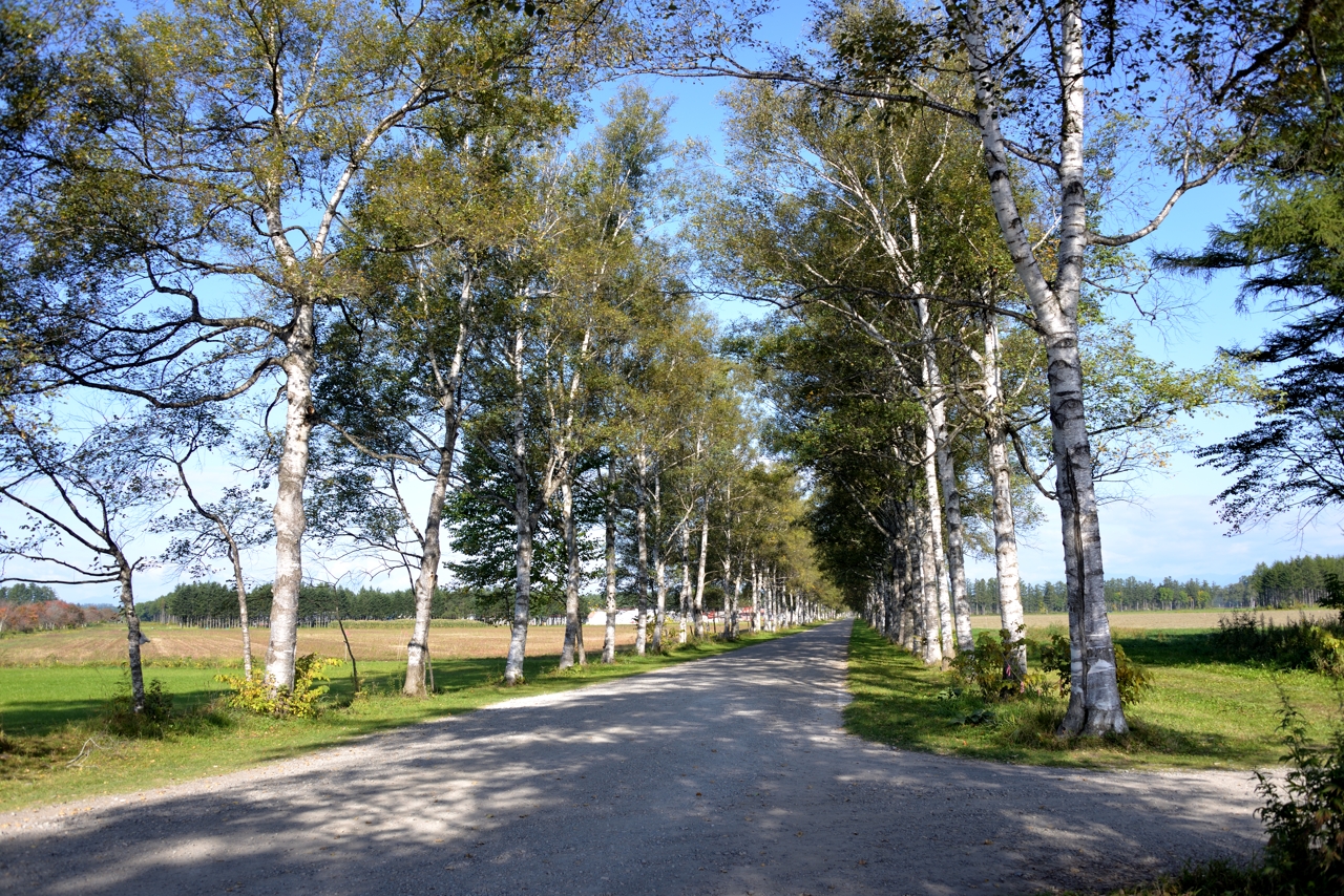 十勝牧場白樺並木道（北海道音更町）